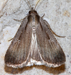 Tathorhynchus exsiccata