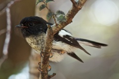 Petroica macrocephala macrocephala