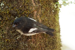 Petroica macrocephala macrocephala