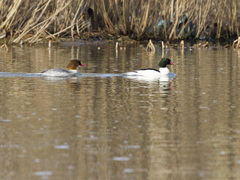 Mergus merganser