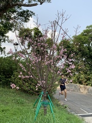 Magnoliopsida