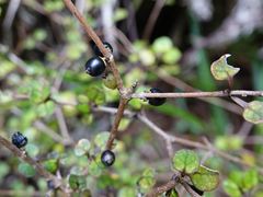Coprosma spathulata spathulata