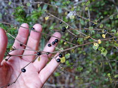 Coprosma spathulata spathulata