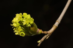 Acer platanoides