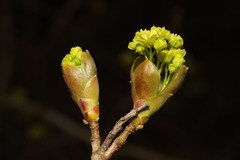 Acer platanoides