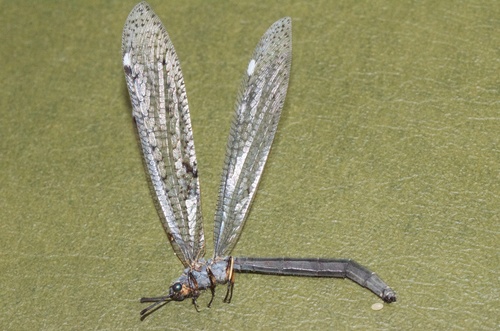 New Zealand antlion photo 4