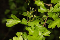Crataegus monogyna
