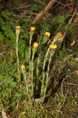 Tussilago farfara