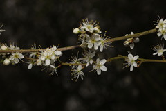 Prunus spinosa