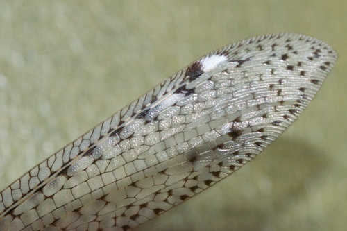 New Zealand antlion photo 3