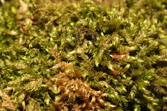 Brachythecium rutabulum