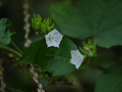 Jacquemontia paniculata