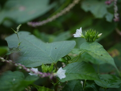 Jacquemontia paniculata