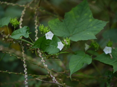 Jacquemontia paniculata