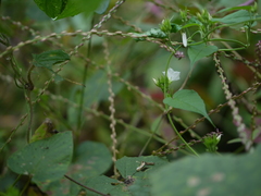 Jacquemontia paniculata