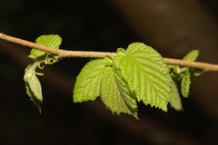 Corylus avellana