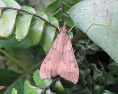 Uresiphita maorialis