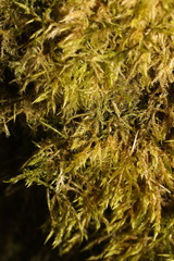 Kindbergia praelonga