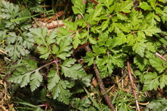 Geranium robertianum