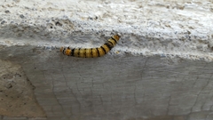 Androloma disparata