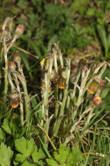 Tussilago farfara