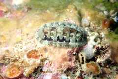 Rhyssoplax torriana
