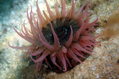 Isanemonia australis