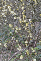 Salix caprea