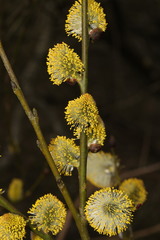 Salix caprea