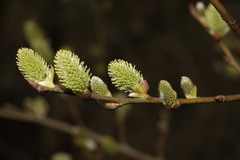 Salix caprea