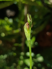Pterostylis nigricans