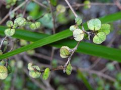 Coprosma spathulata spathulata