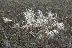 Phalaris arundinacea