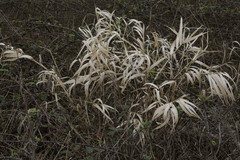 Phalaris arundinacea