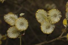 Salix caprea