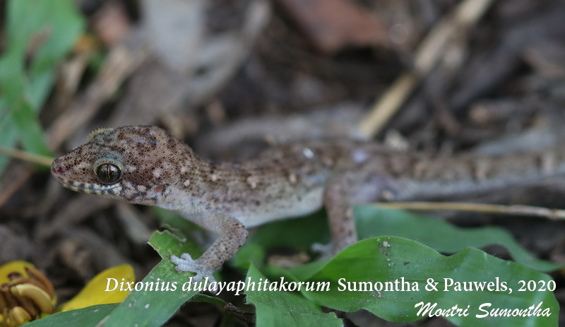 Ranong Leaf-Toed Gecko
