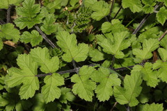 Heracleum sphondylium