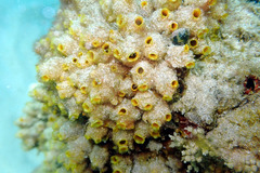 Stolonica