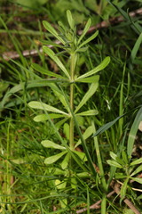 Galium aparine
