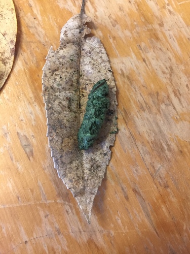 Erinaceidae