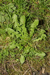 Taraxacum officinale