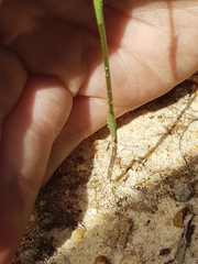 Pterostylis nigricans
