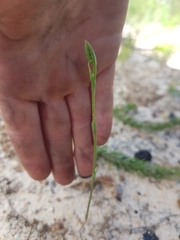 Pterostylis nigricans