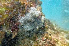 Synoicum sphinctorum