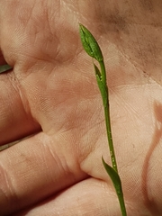 Pterostylis nigricans