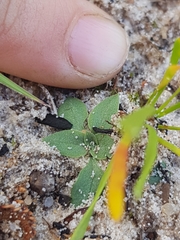 Pterostylis nigricans