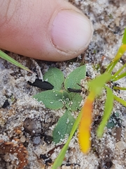 Pterostylis nigricans
