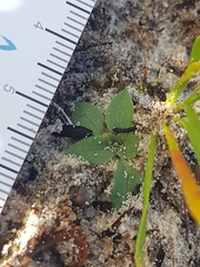 Pterostylis nigricans