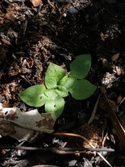 Pterostylis nigricans