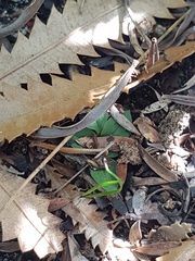 Pterostylis nigricans